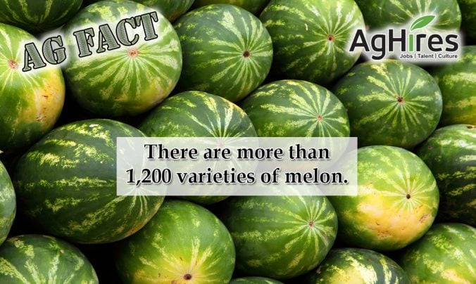 Melon Facts