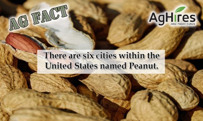 14 Nutty Peanut Facts