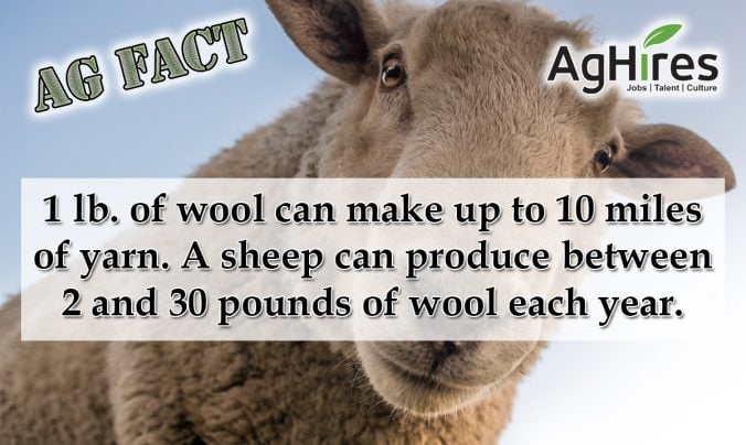 A Sheep Produces 2-30 lbs. of Wool a Year