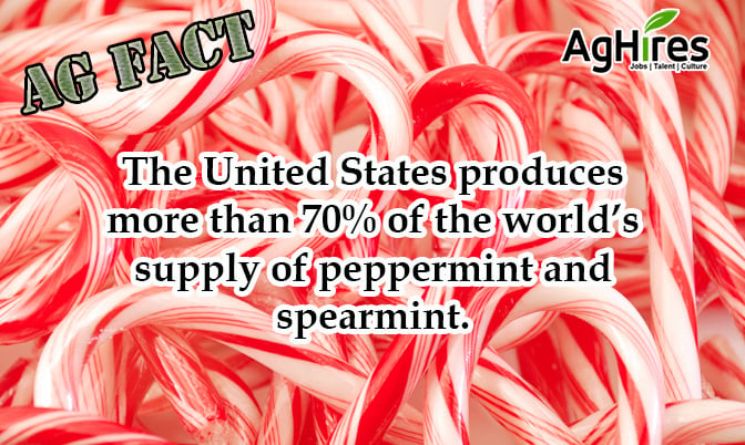 U.S. Produces Over 70% of the World’s Mint