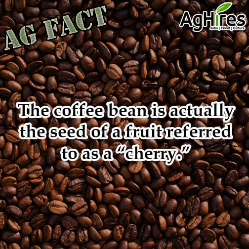 Coffee Bean Is The Seed Of A Cherry