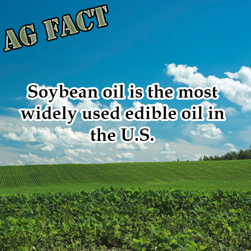 Soybean oil is the most widely