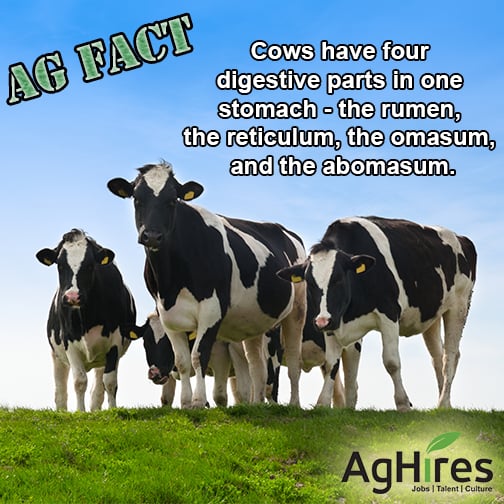 cows have four stomachs