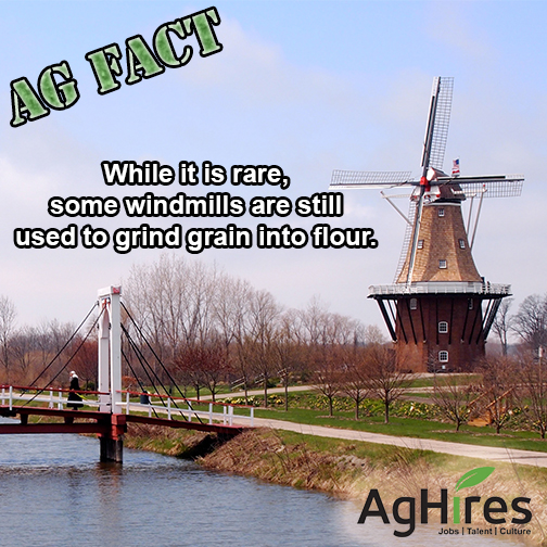 Mechanism of a GIANT WINDMILL to make flour through the grinding of wheat 