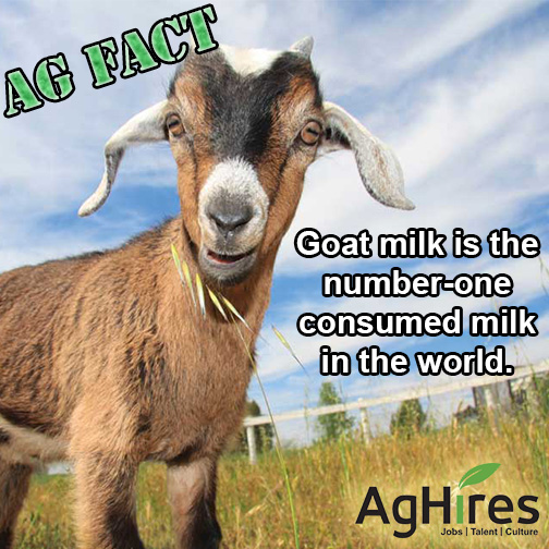 Goat Milk is the Most Consumed