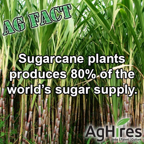 Sugarcane Plants