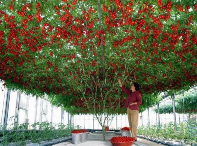 Tomato Tree