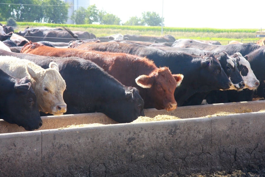 Feedlot Manager Job Duties