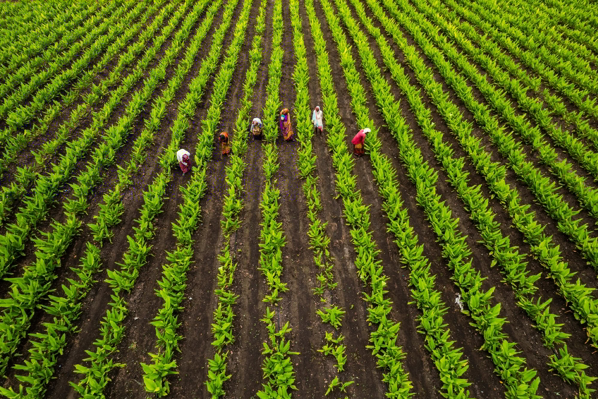 Aerial view of green agriculture field